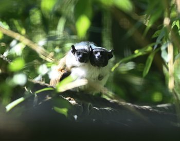Zlínská zoo poprvé odchovala kriticky ohroženého tamarína pestrého