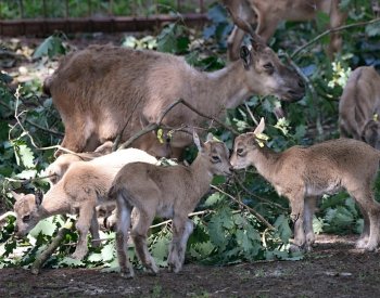 Vzácné kozy šrouborohé v olomoucké zoo na jaře přivedly na svět 12 mláďat