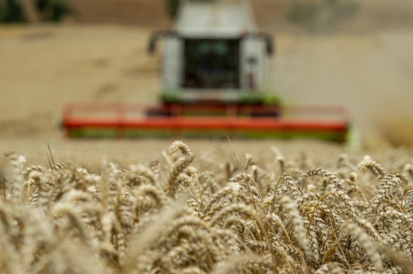 Výborný: Letošní sklizeň v ČR bude průměrná, možná lehce nadprůměrná