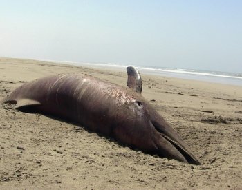 NYT: Ukrajina zkoumá uhynulé delfíny a sviňuchy, chce obvinit Rusko z ekocidy
