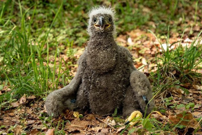 V CHKO Brdy se po třech letech zahnízdil orel mořský, mládě už je okroužkované