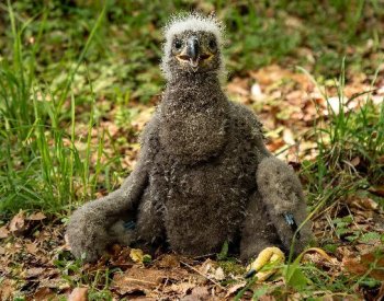 V CHKO Brdy se po třech letech zahnízdil orel mořský, mládě už je okroužkované