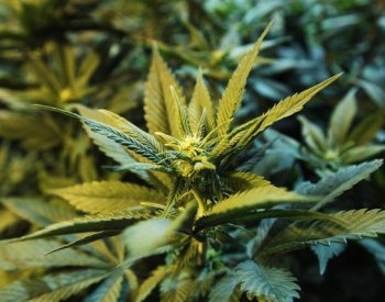 Konopné kluby mohou v Německu žádat o povolení, žádost podává i český rodák