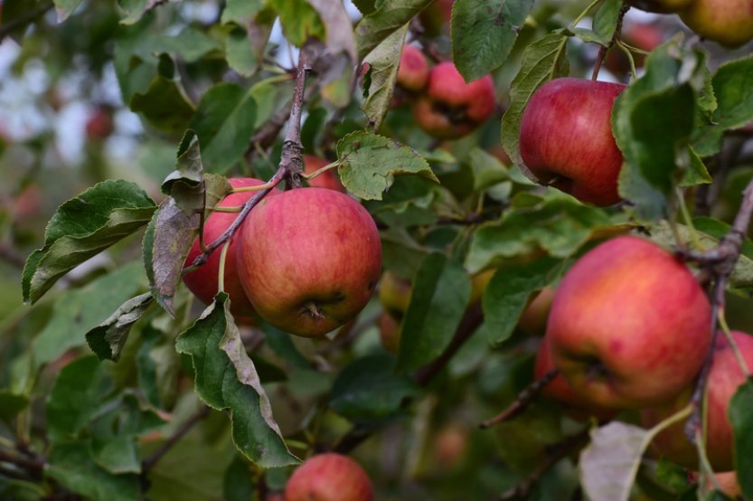 Úroda ovoce v ČR kvůli mrazům letos klesne o 77 procent