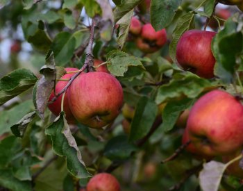 Úroda ovoce v ČR kvůli mrazům letos klesne o 77 procent