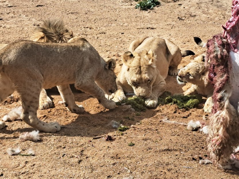 Berberské lvici Tamice je dnes deset let, v zoo porodila 13 lvíčat