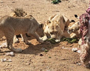 Berberské lvici Tamice je dnes deset let, v zoo porodila 13 lvíčat