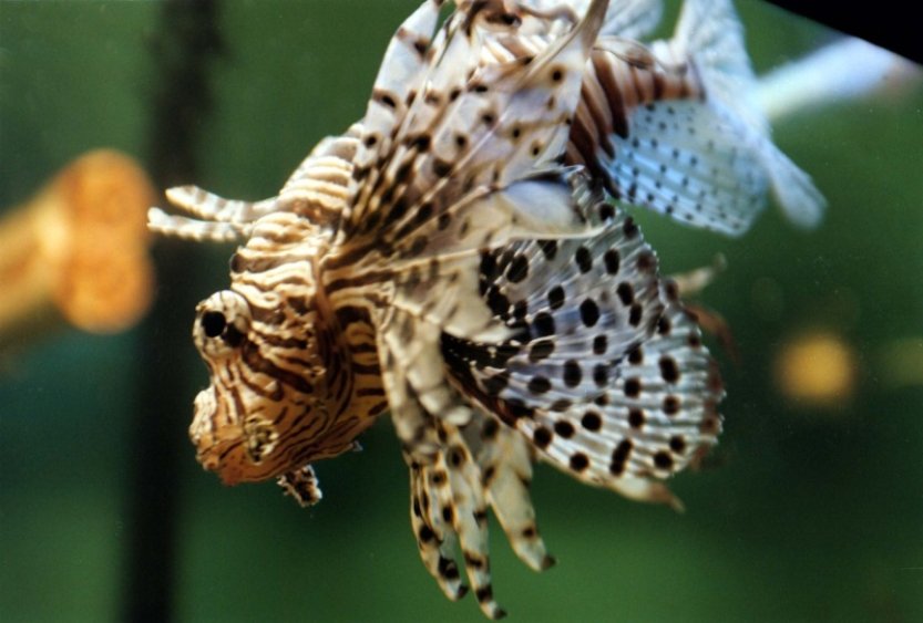 V Jaderském moři se množí jedovatí perutýni