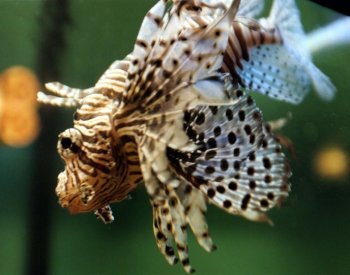 V Jaderském moři se množí jedovatí perutýni