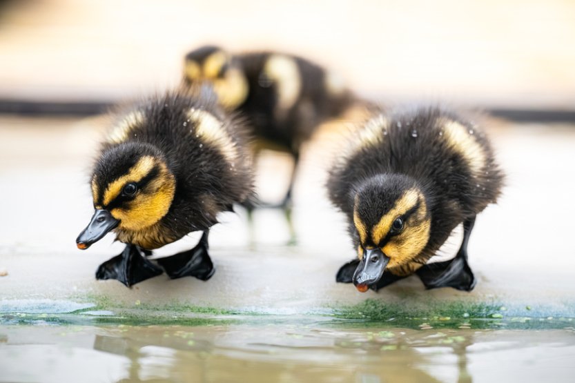 Zoo Dvůr Králové poprvé přirozeně odchovala vzácné kachny pižmovky konžské