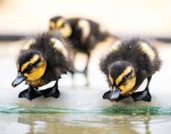 Zoo Dvůr Králové poprvé přirozeně odchovala vzácné kachny pižmovky konžské