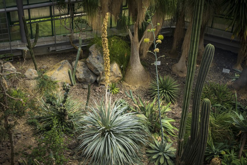 Botanická zahrada v Liberci má po šesti letech kvetoucí několikametrovou agávi