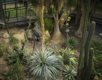 Botanická zahrada v Liberci má po šesti letech kvetoucí několikametrovou agávi