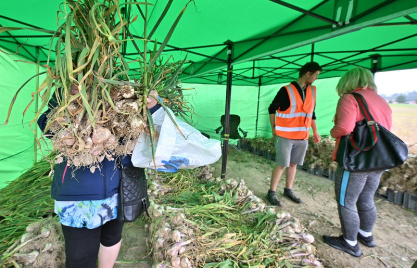 O česnek z rodinné farmy na Třebíčsku je zájem, prodává ho přímo z pole