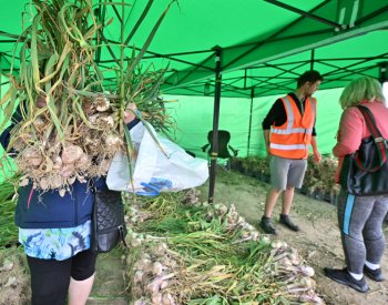 O česnek z rodinné farmy na Třebíčsku je zájem, prodává ho přímo z pole