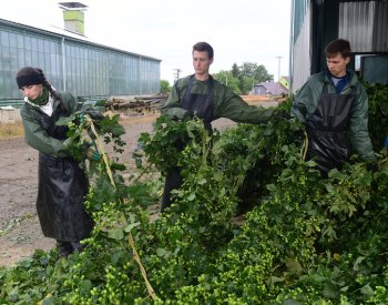 Personalisté: O manuální práce nemají brigádníci zájem, je třeba jim připlatit