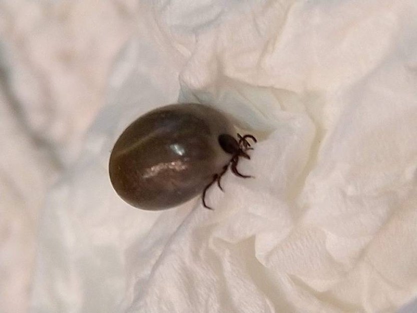 Vědci z Brna a Finska zkoumali, jak se virus klíšťové encefalitidy stane infekční