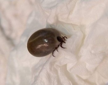 Vědci z Brna a Finska zkoumali, jak se virus klíšťové encefalitidy stane infekční