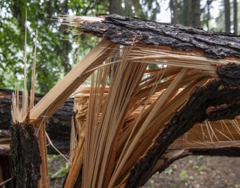 V Braníku spadl při bouřce strom na dva lidi, muže vážně zranil