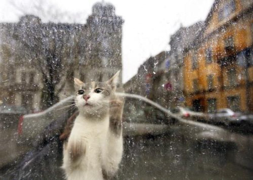 Vědci odhalili odpověď na otázky, proč kočky škrábou nábytek a jak tomu zabránit