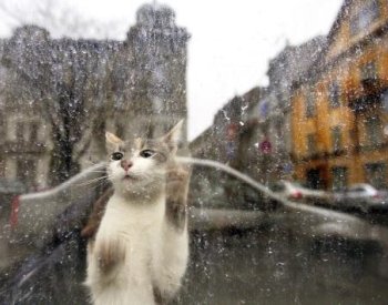 Vědci odhalili odpověď na otázky, proč kočky škrábou nábytek a jak tomu zabránit