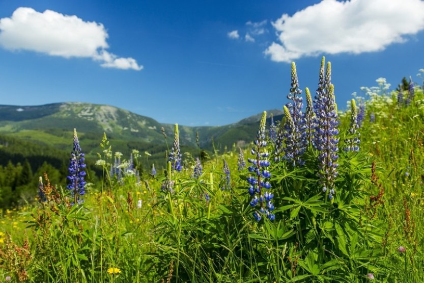 KRNAP má program na boj s invazními druhy rostlin, problém je hlavně s lupinou