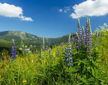 KRNAP má program na boj s invazními druhy rostlin, problém je hlavně s lupinou