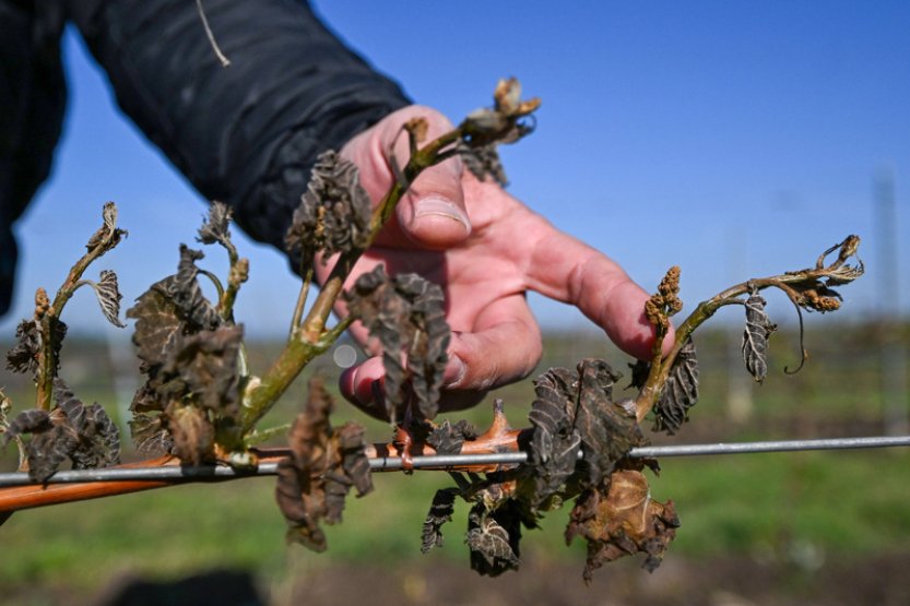 EK vyčlenila 77 milionů eur na pomoc zemědělcům v ČR a dalších zemích