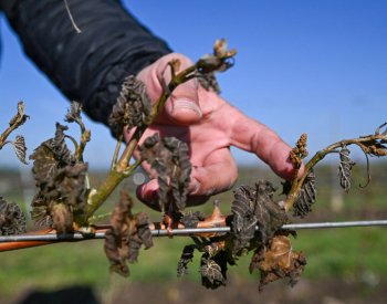 EK vyčlenila 77 milionů eur na pomoc zemědělcům v ČR a dalších zemích