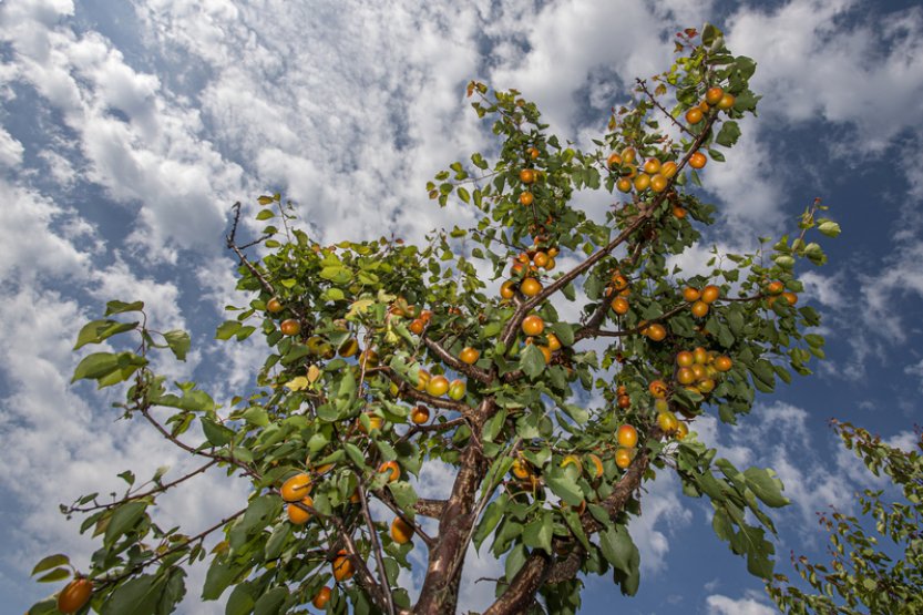 Česko přidá ovocnářům zasaženým mrazy 100 milionů korun ze státního rozpočtu