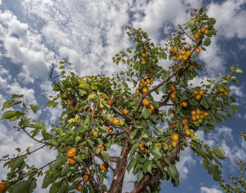 Česko přidá ovocnářům zasaženým mrazy 100 milionů korun ze státního rozpočtu