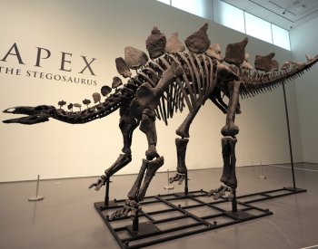 Aukční síň Sotheby`s nabídne téměř kompletní kostru stegosaura