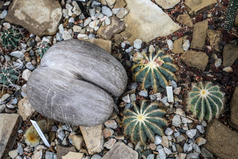 Brněnská botanická zahrada získala do sbírky obří semeno palmy