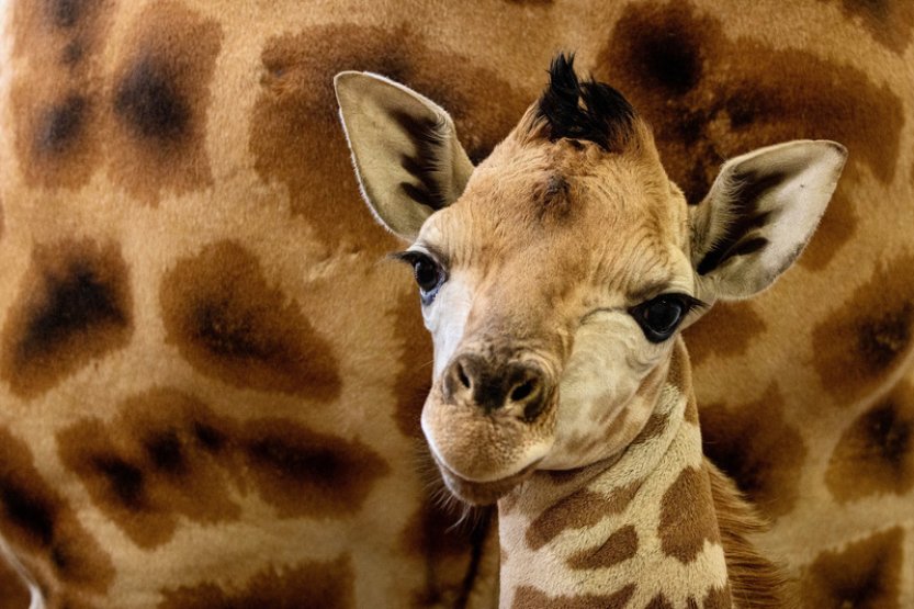 Návštěvníci Zoo Praha mohou ode dneška vidět dvoutýdenní žirafí mládě