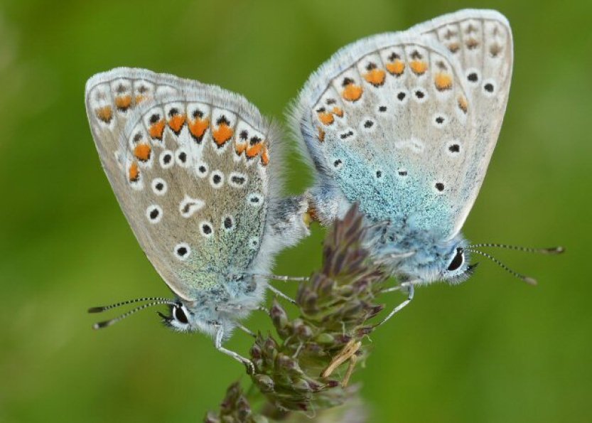 Klimatická krize má vliv na barvy a sexuální život hmyzu, tvrdí studie