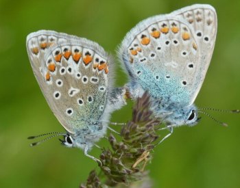 Klimatická krize má vliv na barvy a sexuální život hmyzu, tvrdí studie