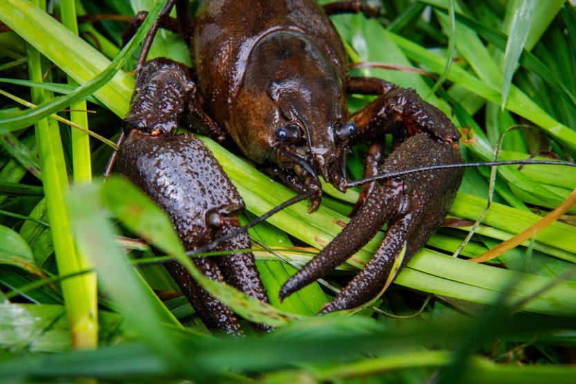 V evropské soutěži Kvetoucích sídel mezi městy letos zastupuje republiku Písek
