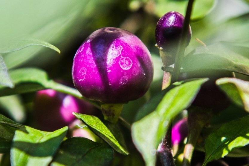 Zemědělské muzeum ve Valticích vystavuje dozrávající rajčata a papriky