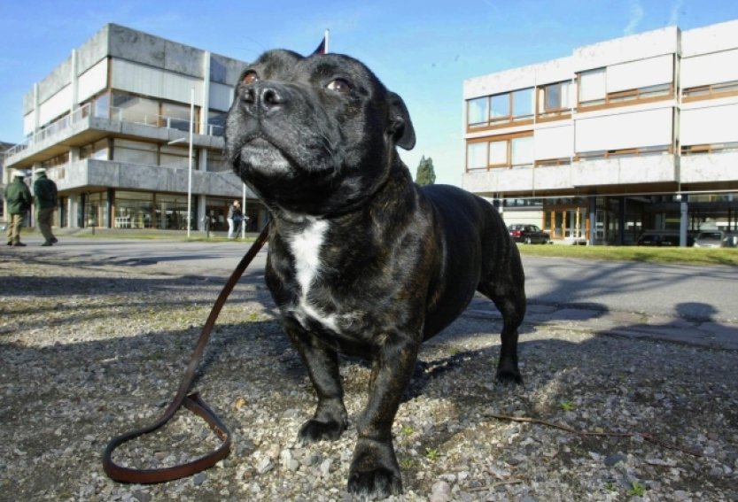 Policie na Vysočině zastřelila stafordšírského bulteriéra, který na ní útočil