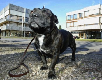 Policie na Vysočině zastřelila stafordšírského bulteriéra, který na ní útočil