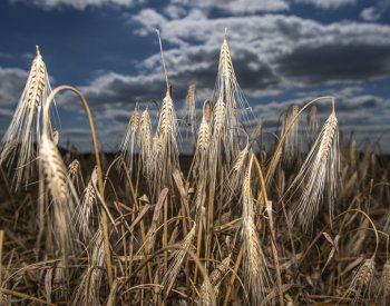 Zemědělci sklidili 95 pct ozimého ječmene, kvalita pšenice je velmi dobrá