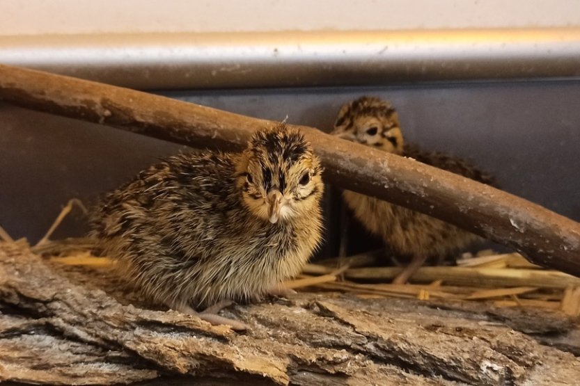 Zoo Brno odchovala tinamy koroptví, dosud poslední se v ČR vylíhly před 38 lety