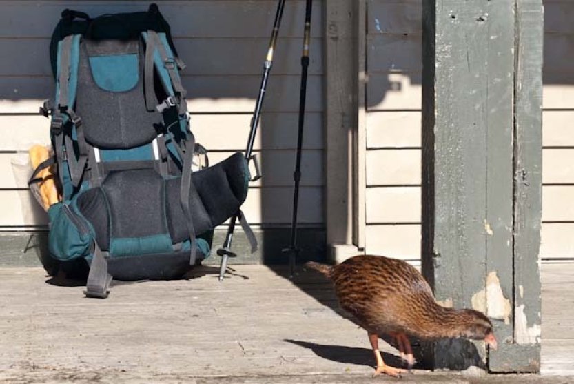 Soutěžící v show o přežití zabil a snědl chráněného novozélandského ptáka