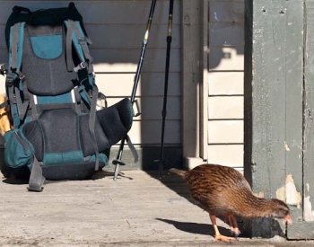 Soutěžící v show o přežití zabil a snědl chráněného novozélandského ptáka