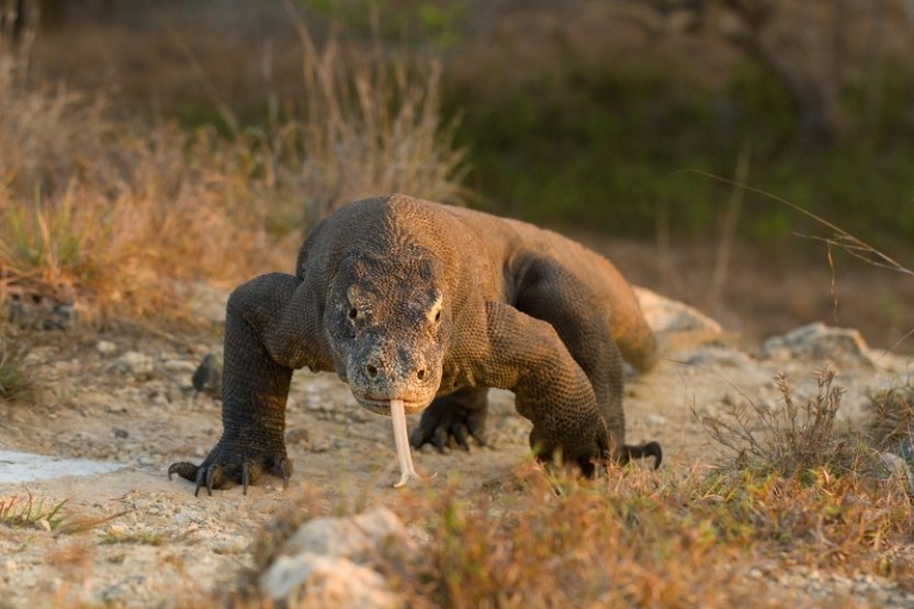 Komodští draci mají zuby potažené železem, zjistili vědci