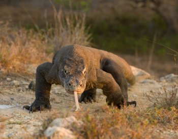 Komodští draci mají zuby potažené železem, zjistili vědci