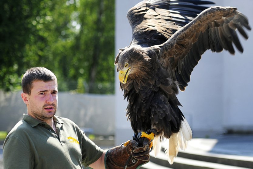 Plzeňská zoo nabízí pravidelné sokolnické ukázky