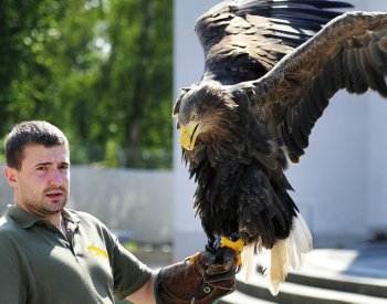 Plzeňská zoo nabízí pravidelné sokolnické ukázky