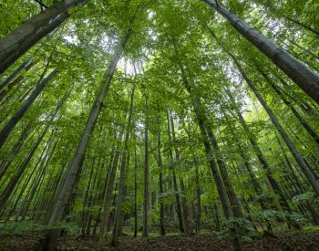 The Guardian: Kůra stromů je důležitá při odstraňování metanu z ovzduší