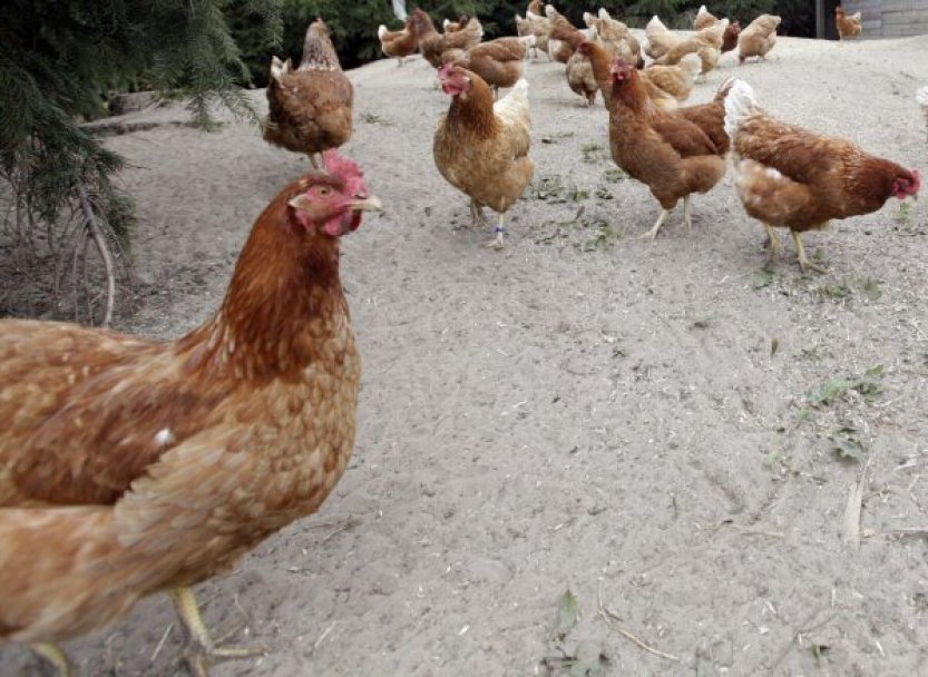 Slepice se červenají, když jsou vzrušené nebo vyděšené, zjistila studie